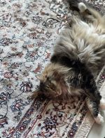 Kusový koberec Isfahan 740 beige - 120x170 cm