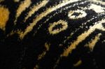 Kusový koberec Gloss 408C 86 glamour black/gold - 140x190 cm