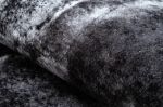 Kusový koberec Miro 51278.810 Marble black / white - 160x220 cm