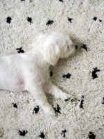 Běhoun Berber Syla B752 dots cream - 60x200 cm