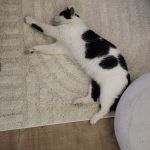 Kusový koberec Art 1121 Cream - 60x110 cm