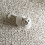 Kusový koberec Wolly 102843 - 80x150 cm Kusový koberec Wolly 102843 - 80x150 cm