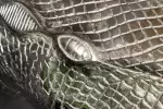 Nástěnný odkládací stolek WILDLIFE CROCODILE 60 CM stříbrná