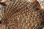 Odkládací stolek WILDLIFE BIRDS 60 CM antik mosaz