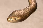 Odkládací stolek WILDLIFE SNAKE 60 CM antik měděný