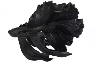 Soška FISH CROWNTAIL 60 CM černá